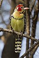 en:Red-and-yellow_Barbet