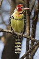 69 Lake Manyara Bartvogel