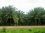 Palmplantage i Magdalena. Colombia är en stor producent a palmolja.