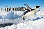 Pingüino emperador saltando