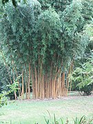 Phyllostachys bambusoides holochrysa.