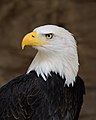 Белоголовый орлан — национальная птица США