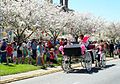 International Cherry Blossom Festival in Macon, Georgia, United States.