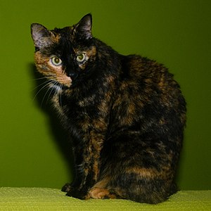 Kira, adult tortoise shell cat.