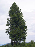 Miniatura per Pinus cembra