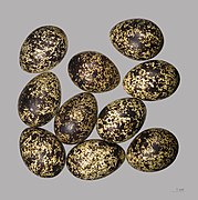 Lagopus lagopus lagopus fenoskandinės žvyrės porūšio kiaušiniai