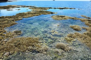 Le récif corallien découvert, à marée basse (îlot M'Bouzi).