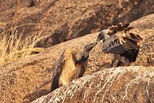 Courtship between two Indian vultures
