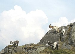 Chèvres marronnes sur des rochers.