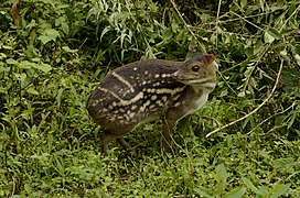 Indian spotted chevrotain (en), (Moschiola indica), un Tragulidae