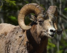 Bighorn sheep, Ovis canadensis
