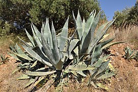 Maguey (Agave americana), nel Valle del Mezquital.