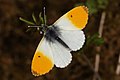Aurorasommerfugl: En sommerfugl i familien flikvinger med en karakteristisk oransje farge på vingene. Vingespenn: 40–50 mm. Flyperiode: Mai til september.