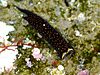dorsal view of a spotted sea slug