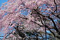 Ciliegi in fiore nel Parco Tsutsujigaok in Sendai, Miyagi, Giappone. In Giapponese la parola per descrivere il colore rosa tipico dei fiori di ciliegio è "sakura-iro". I fiori del pesco invece vengono chiamati "momo-iro".