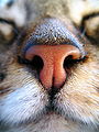 Le nez des chats tabby est toujours couleur brique