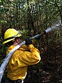 Image 46Wildland firefighter working a brush fire in Hopkinton, New Hampshire, US (from Wildfire)