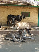 Cattle in the Thar Desert