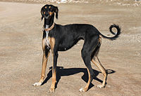 A photo of a saluki, a tall and slender dog.