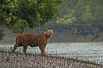 A tiger at the water margin