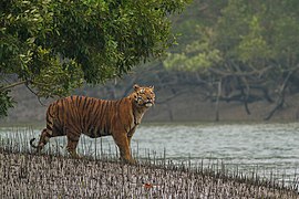 A tiger in the Sundarban Tiger Reserve, Sundarban National Park