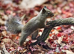 Écureuil du Japon.