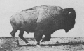 مونتاژی از تصاویر برداشته شده از حرکت این حیوان در ۱۸۸۷