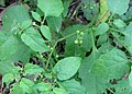 পক মৌ/লচকচি Solanum nigrum