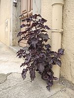 Red shiso in Saint-Girons, France