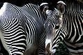 Grévy-zebrák