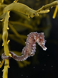 Uñachukchuyuq mamaqucha challwatayka (Hippocampus hippocampus)