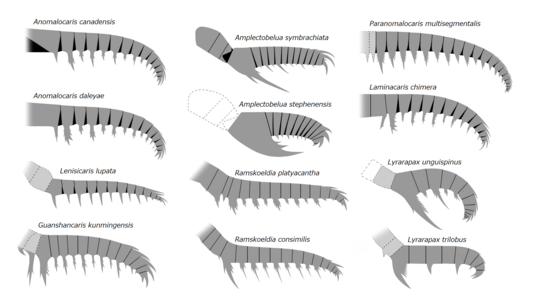 Frontal appendages of Anomalocarididae, Amplectobeluidae, and possibly related species