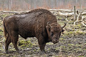 Um bisão europeu.