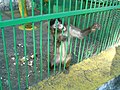 Еден од десетиците мајмуни кои живеат во зоолошката. Овој е познат по тоа што краде од гостите.