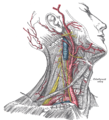 Dissezione superficiale del lato destro del collo, in evidenza la carotide e la succlavia