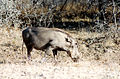 Warthog (Wëllt Schwäin) am Krügerpark