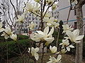 យូឡាន់ (Magnolia denudata)