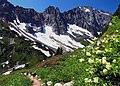 Image 21Alpine flora near Cascade Pass (from Montane ecosystems)