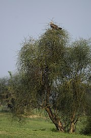 Tawny eagle perched on tree