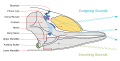 Image 3Diagram illustrating sound generation, propagation and reception in a toothed whale. Outgoing sounds are red and incoming ones are green (from Toothed whale)