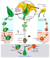Image 11Angiosperm life cycle (from Evolutionary history of plants)