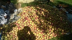 Apples of Nawabagh