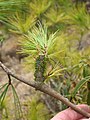P. wallichiana branch infected with Himalayan dwarf mistletoe
