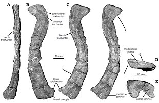 Photos of a long, curved leg-bone in multiple views