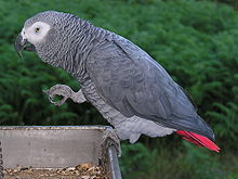 A grey bird perching on a tray