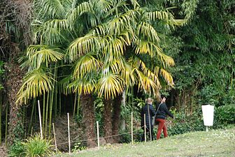 Txinako palmondoa (Trachycarpus fortunei)
