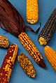 El maíz foi adomáu per primer vegada nel sur de Méxicu.