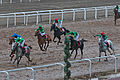 At yarışları