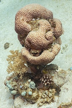 Brain coral (Platygyra daedalea), Ras Muhammad National Park, Egypt
