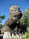 Mona iguana front shot